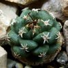 Turbinicarpus _alonsoi_02